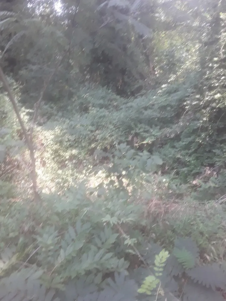 Expert outdoor landscaping for homes across Fayetteville, NC - Stop Us Enterprise