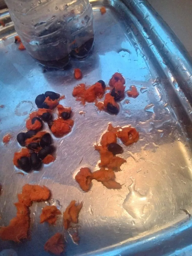 Professional garden landscaping experts serving Pearland, TX - Storage Solutions Subsidiary Services