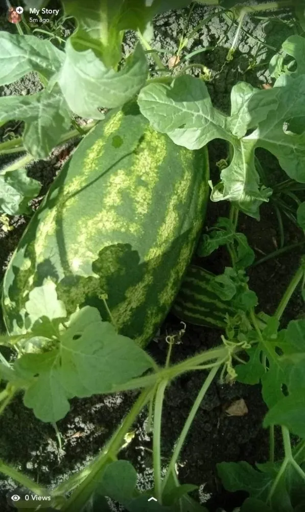 Reliable residential landscaping in Pearland, TX - Storage Solutions Subsidiary Services