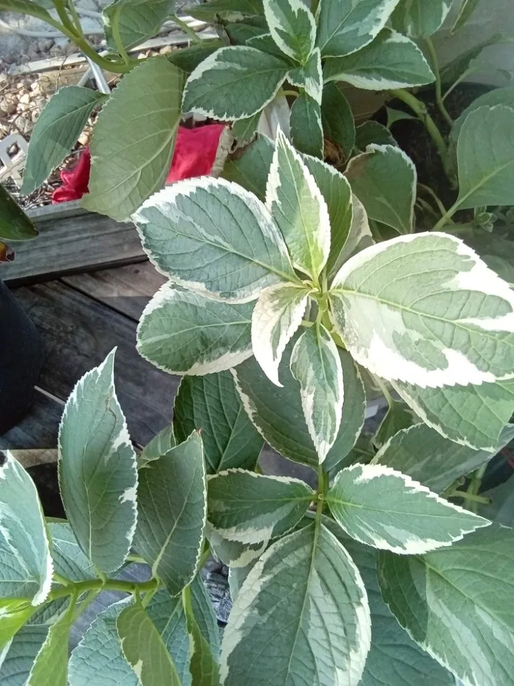 Custom landscape design in Pearland, TX - Storage Solutions Subsidiary Services