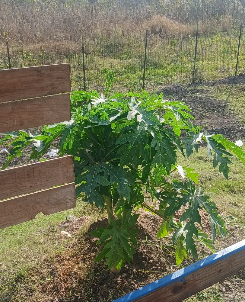 Expert landscaping services in Pearland, TX - Storage Solutions Subsidiary Services