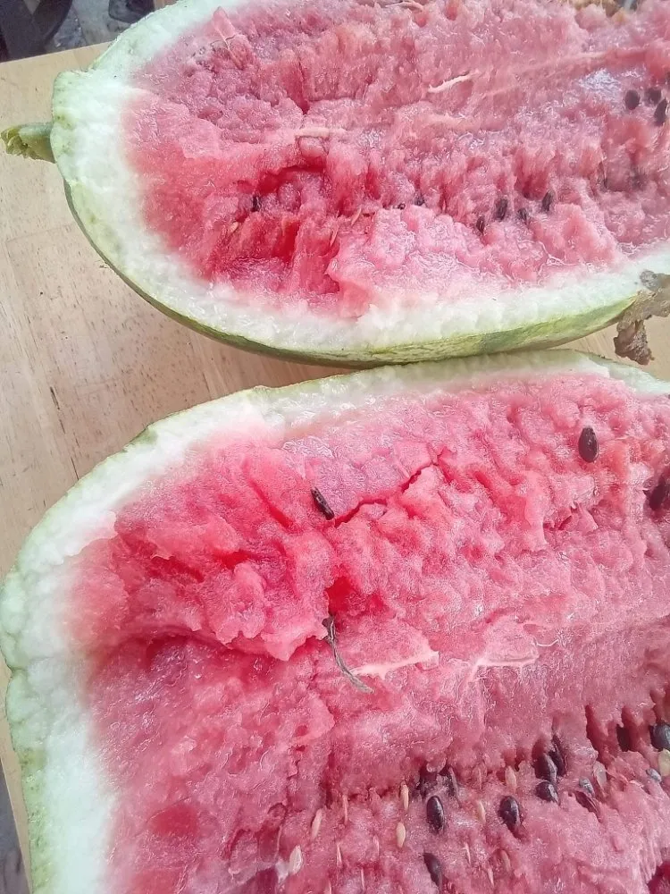 Local residential landscaping experts serving Pearland, TX - Storage Solutions Subsidiary Services