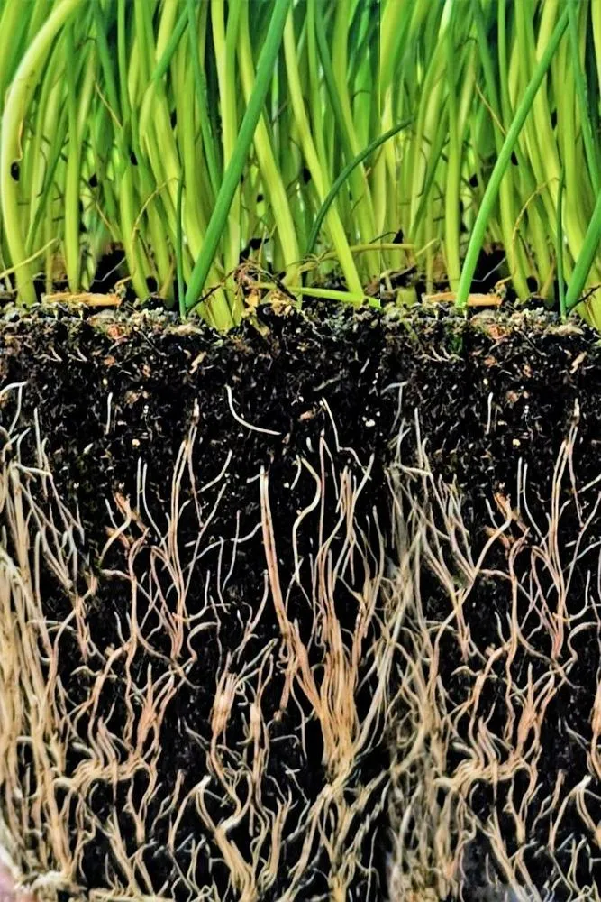 Affordable lawn mowing service in Appleton, WI - Storm - The Lawn Pro of The Fox Cities