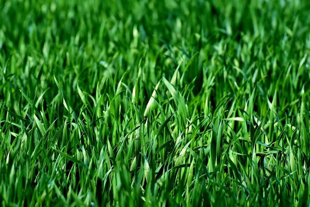 Affordable lawn mowing service in Appleton, WI - Storm - The Lawn Pro of The Fox Cities