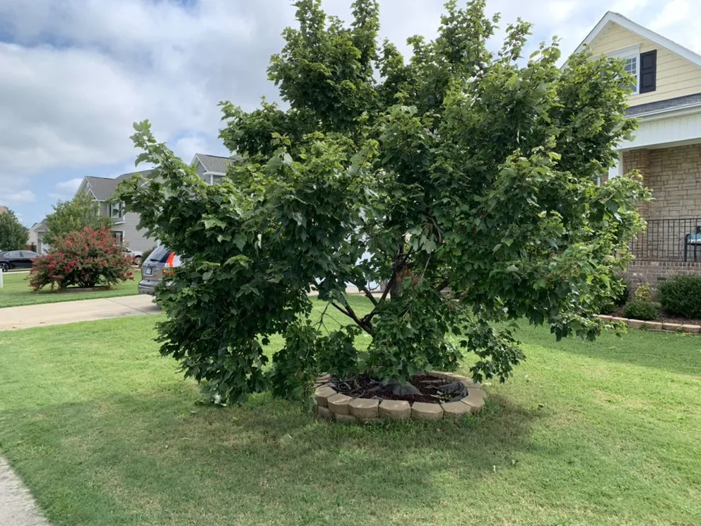 Expert yard maintenance for residential properties across Greenville, NC - Stormin’ Norman Lawn & Landscping