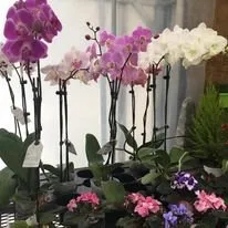 Trusted residential landscaping in Freehold, NY by Story's Nursery