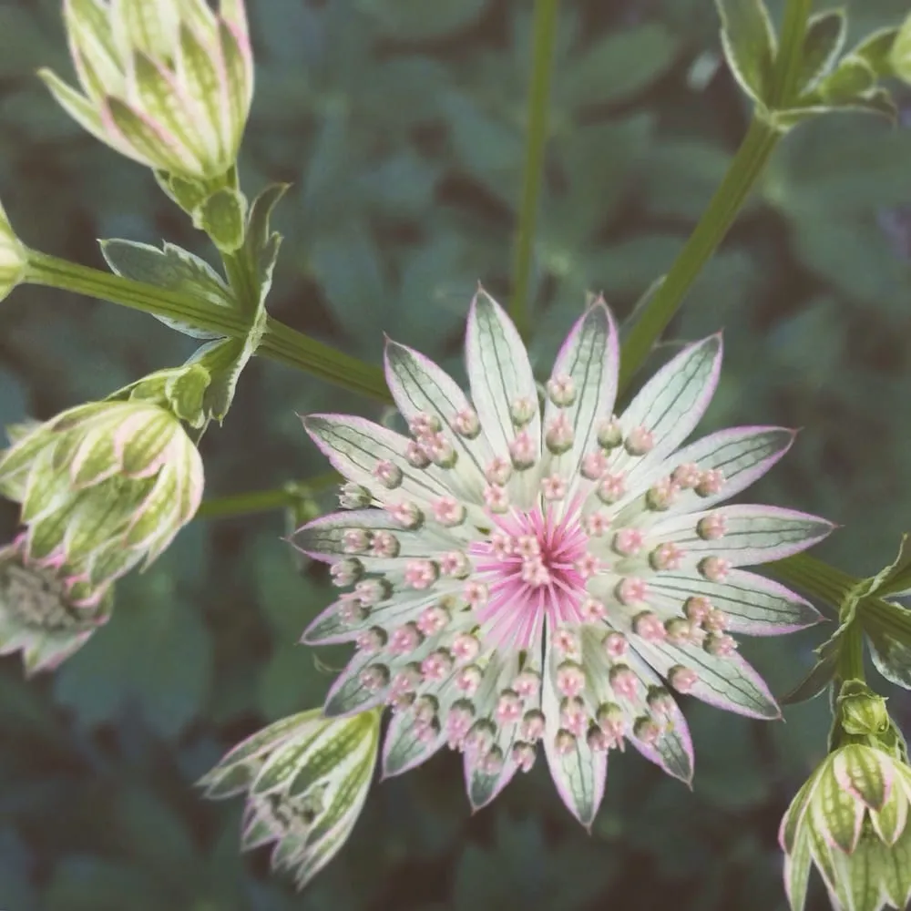 Expert outdoor landscaping for year-round maintenance in Freehold, NY by Story's Nursery