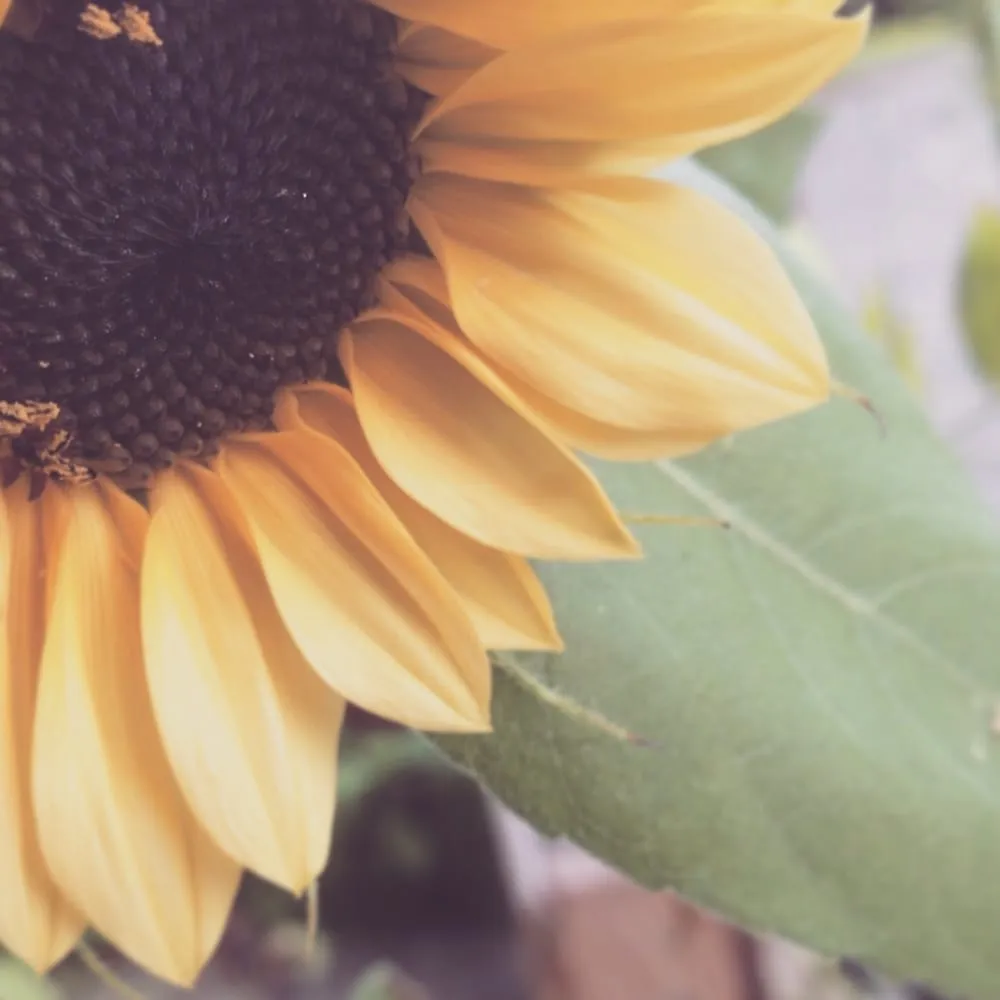 Top-rated yard maintenance experts serving Freehold, NY - Story's Nursery