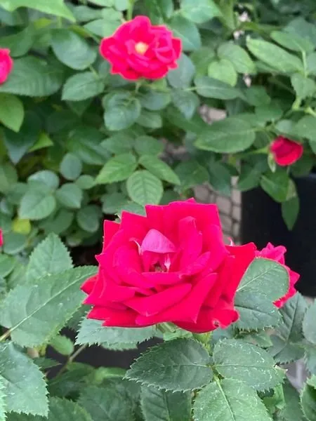 Custom outdoor landscaping for residential properties across Freehold, NY - Story's Nursery