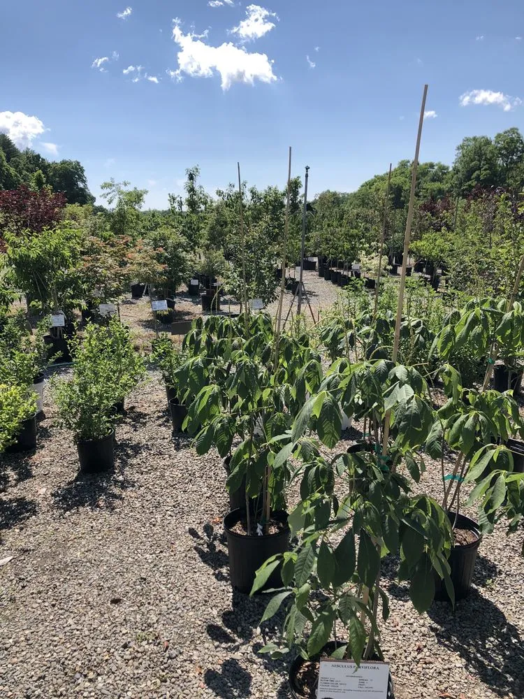 Top-rated landscaping services experts serving Freehold, NY - Story's Nursery