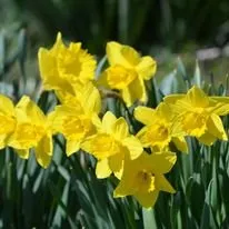 Expert outdoor landscaping experts serving Freehold, NY - Story's Nursery