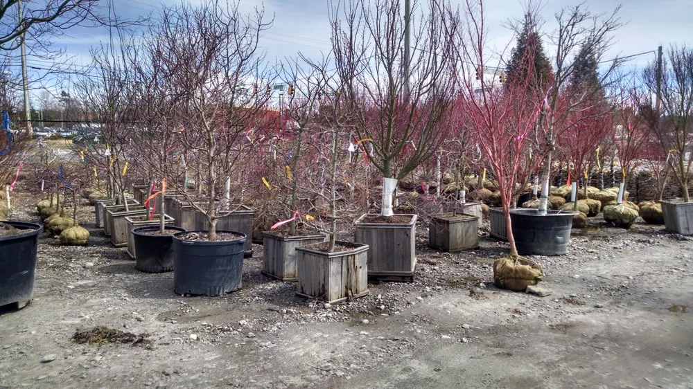 Expert yard cleanup service in Alpharetta, GA by Stovall Landscape Supply