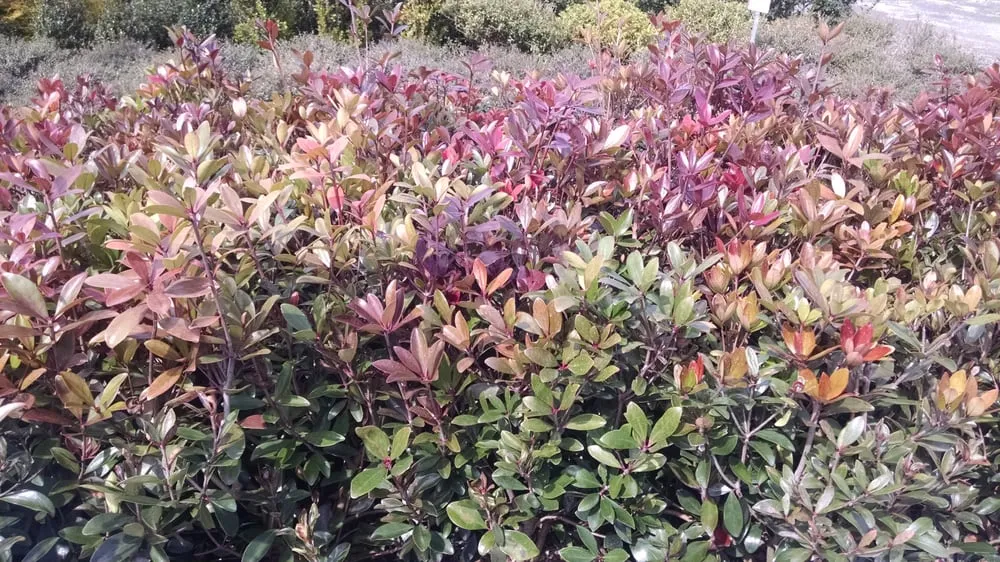 Affordable outdoor landscaping in Alpharetta, GA - Stovall Landscape Supply