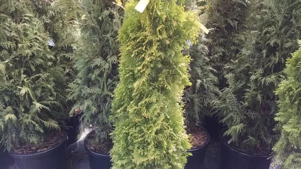 Stovall Landscape Supply Logo