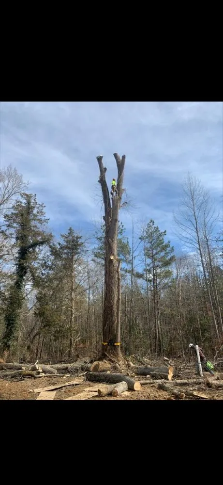 Reliable landscaping services in Ruther Glen, VA by Straight Cuts Tree & Lawn Care