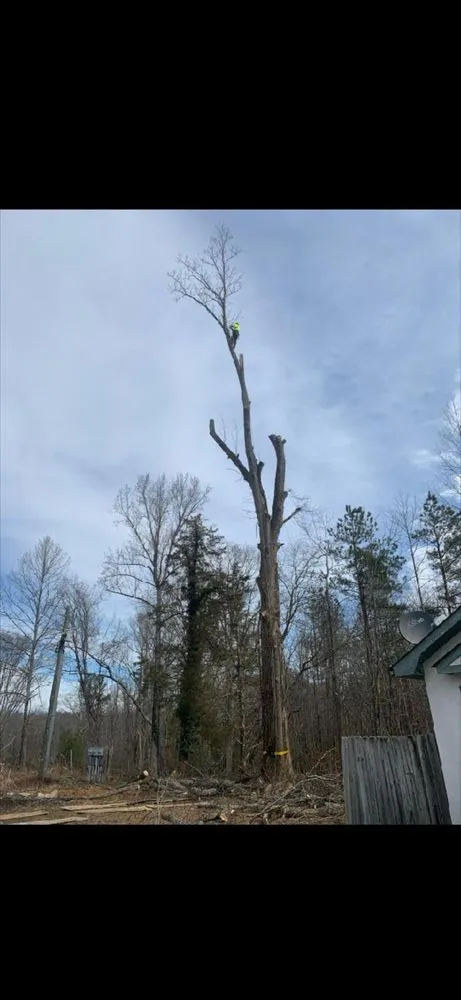 Expert yard cleanup service near you in Ruther Glen, VA by Straight Cuts Tree & Lawn Care