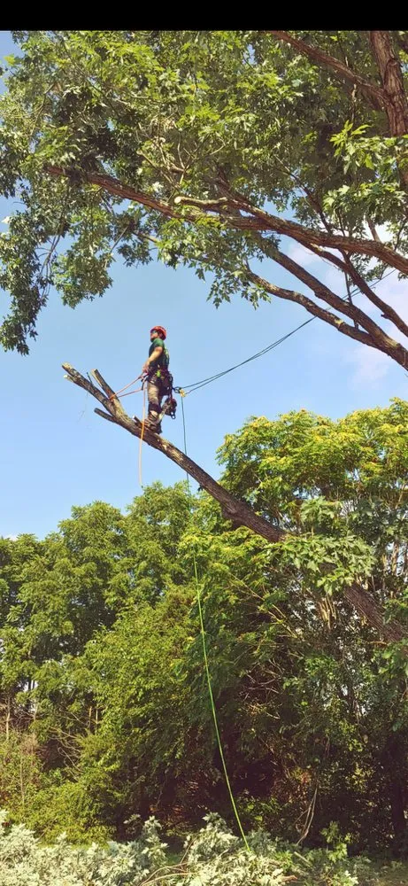 Trusted yard maintenance for outdoor upgrades across Ruther Glen, VA - Straight Cuts Tree & Lawn Care