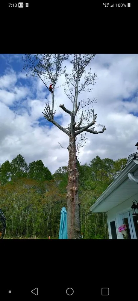 Professional lawn care service in Ruther Glen, VA by Straight Cuts Tree & Lawn Care