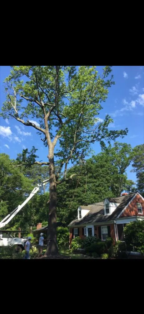 Local landscape installation in Ruther Glen, VA - Straight Cuts Tree & Lawn Care
