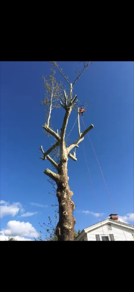 Affordable residential landscaping for outdoor upgrades across Ruther Glen, VA - Straight Cuts Tree & Lawn Care