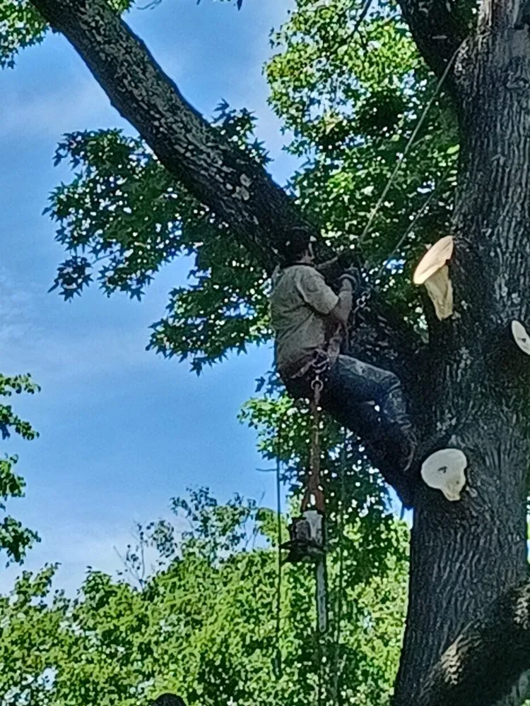 Reliable landscape design in Hampton, VA - Straight Drop Lawn & Tree Care