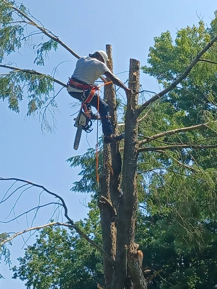 Reliable yard cleanup service for residential properties in Hampton, VA by Straight Drop Lawn & Tree Care