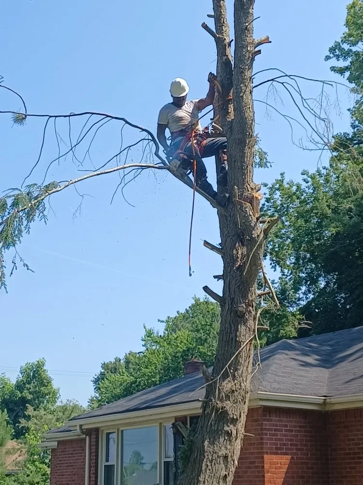 Trusted yard maintenance in Hampton, VA - Straight Drop Lawn & Tree Care