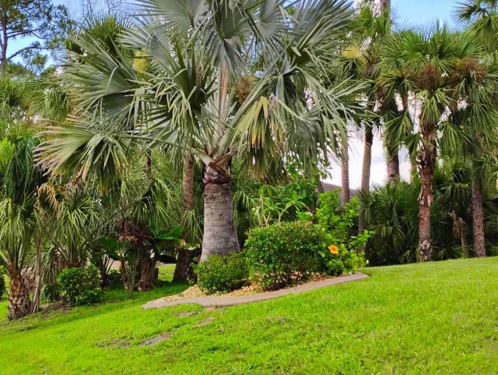 Professional yard maintenance for year-round maintenance in North Port, FL by Straight Edge Lawn Care Service