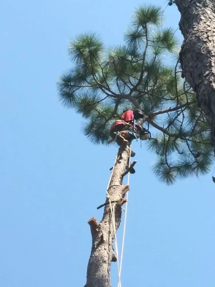 Reliable lawn mowing service in Molino, FL - Straight Finesse Property Solutions