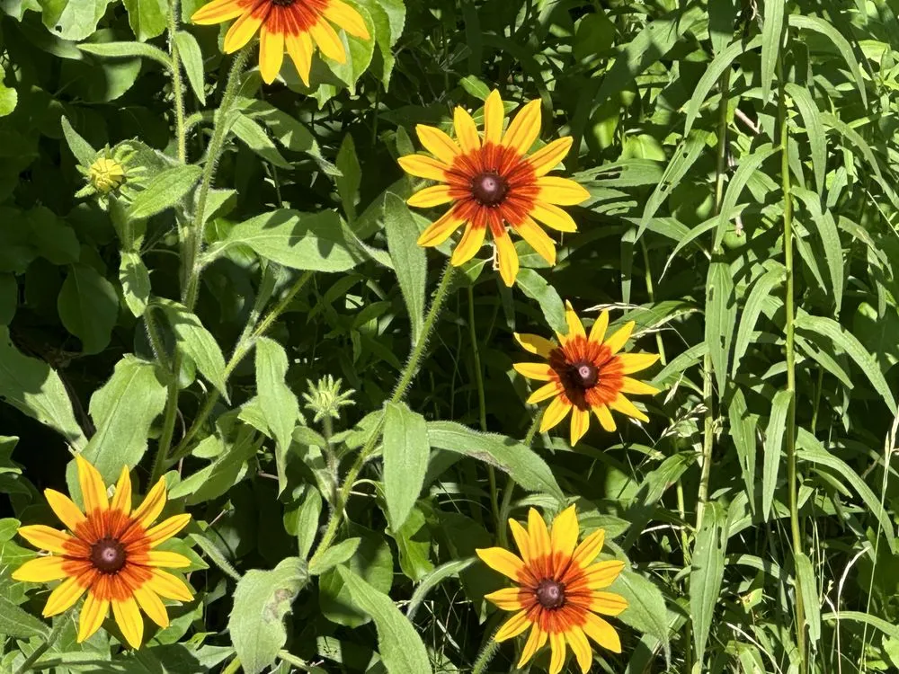 Expert residential landscaping for homes across Barre, MA - Straight Line Design