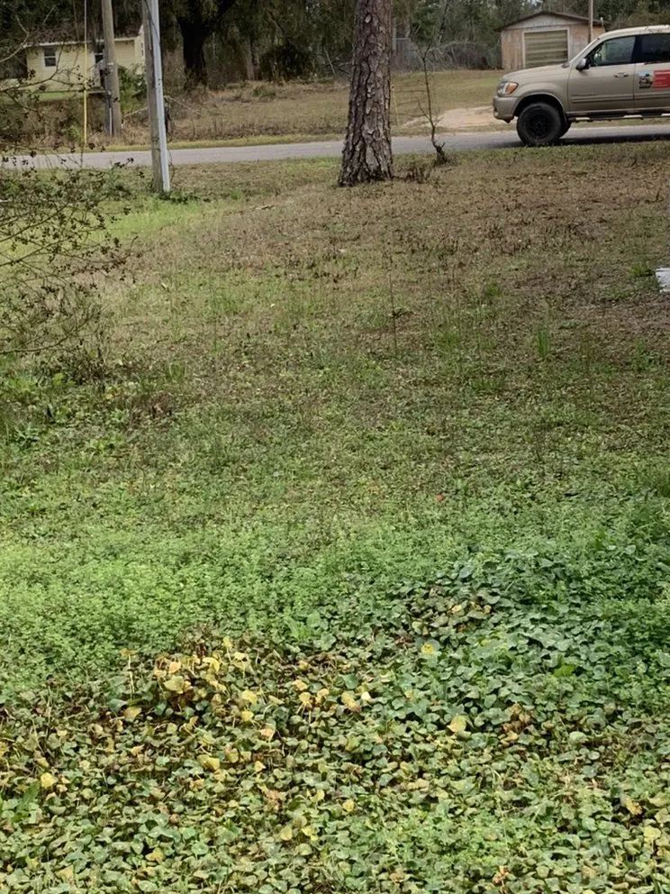 Professional residential landscaping experts serving Youngstown, FL - Straight Line Lawn Care