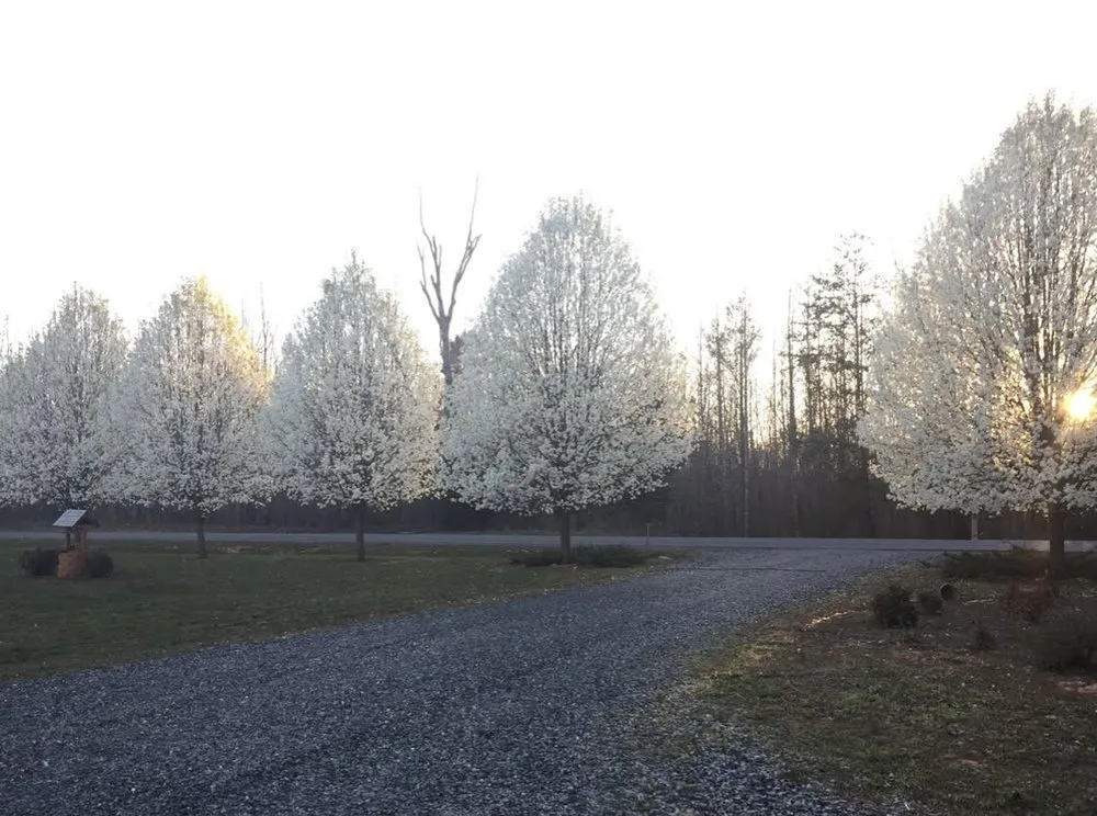 Trusted landscape installation experts serving Dillwyn, VA - Straight Striped Lawn Care & Landscaping