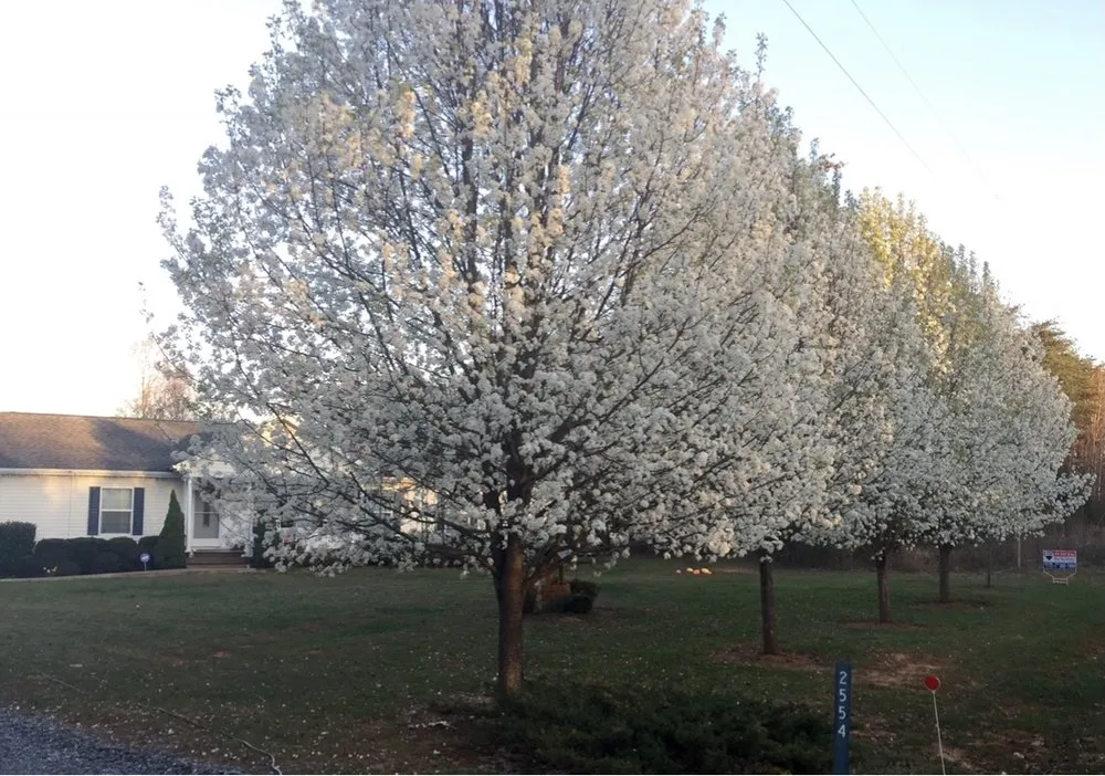 Top-rated landscaping services for year-round maintenance in Dillwyn, VA by Straight Striped Lawn Care & Landscaping