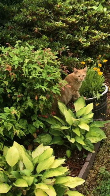 Top-rated landscape design for homes across Dillwyn, VA - Straight Striped Lawn Care & Landscaping