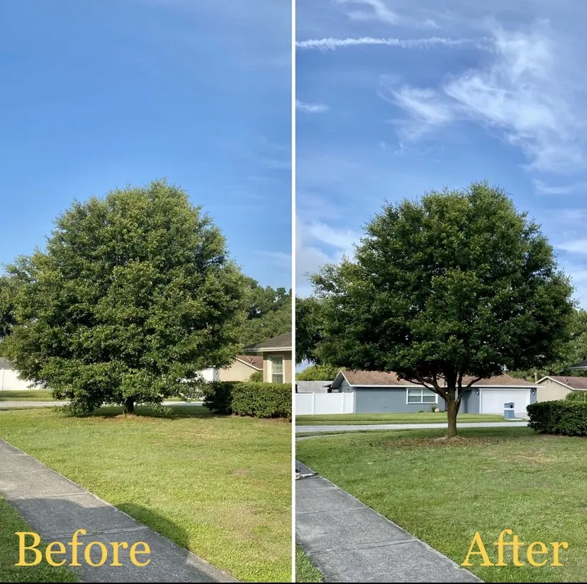 Local landscaping services experts serving Tampa, FL - Straight To The Point Outdoor Solutions