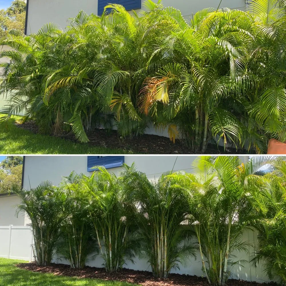 Reliable landscaping services for residential properties in Tampa, FL by Straight To The Point Outdoor Solutions