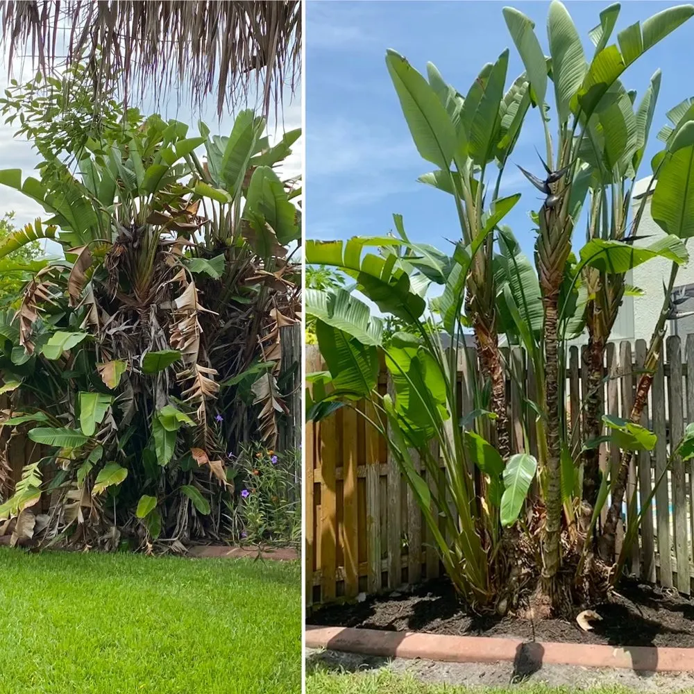 Custom yard cleanup service for homes across Tampa, FL - Straight To The Point Outdoor Solutions