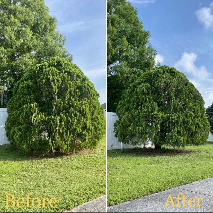 Expert yard cleanup service near you across Tampa, FL - Straight To The Point Outdoor Solutions