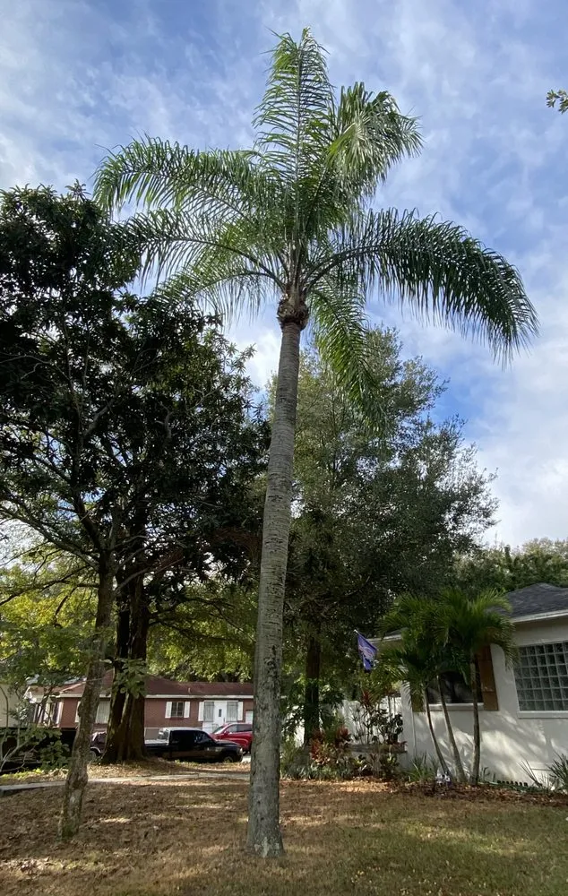 Professional outdoor landscaping experts serving Tampa, FL - Straight To The Point Outdoor Solutions