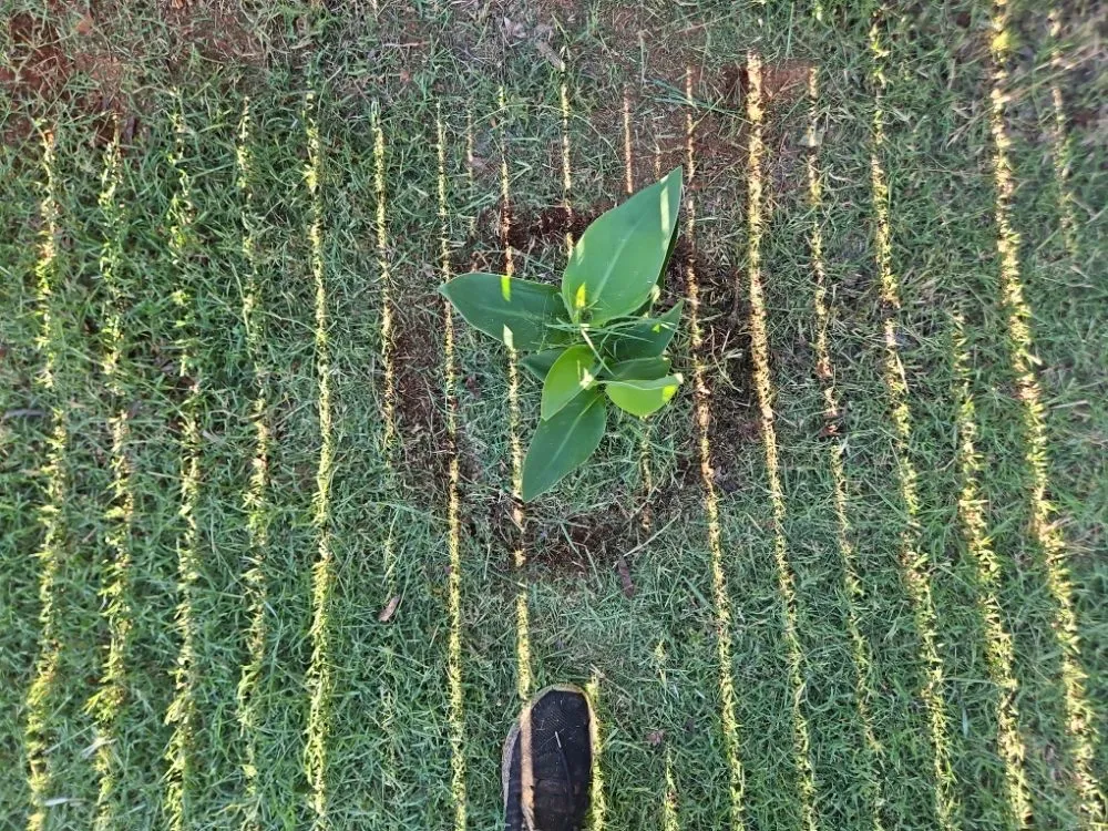 Reliable landscaping services for year-round maintenance across Yukon, OK - Straightlines