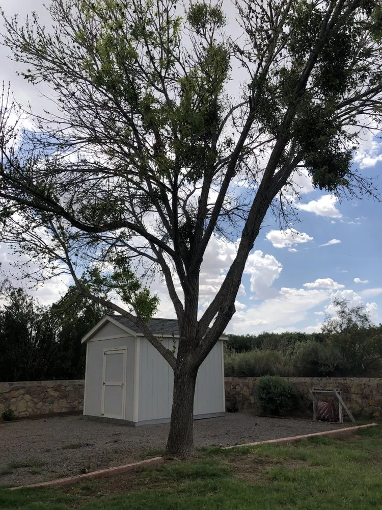 Professional landscape design with custom design across Las Cruces, NM - Strain's Greenery