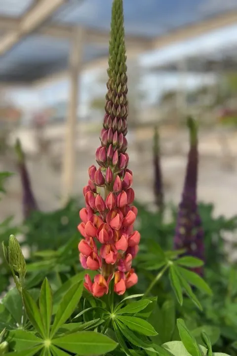 Custom lawn mowing service experts serving Sycamore, IL - Stran's Garden Center & Landscaping