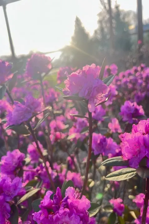 Affordable yard maintenance with custom design across Sycamore, IL - Stran's Garden Center & Landscaping