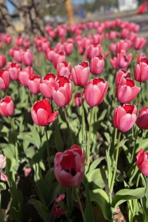 Professional landscape design for year-round maintenance across Sycamore, IL - Stran's Garden Center & Landscaping