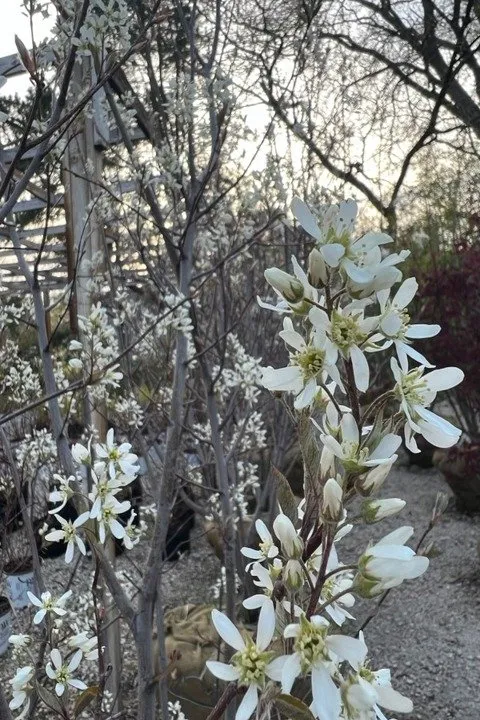 Affordable landscape design in Sycamore, IL by Stran's Garden Center & Landscaping