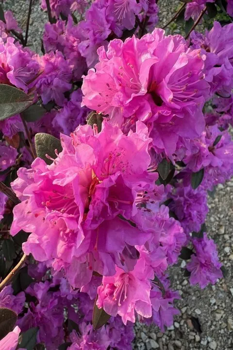 Affordable landscape installation in Sycamore, IL - Stran's Garden Center & Landscaping