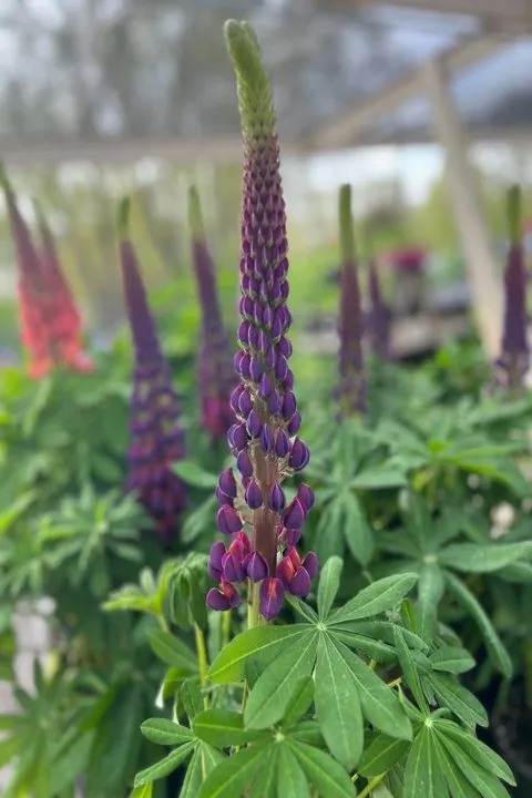 Professional lawn care service in Sycamore, IL by Stran's Garden Center & Landscaping