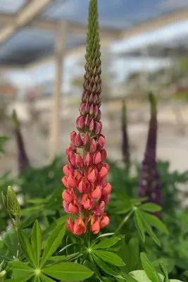 Stran's Garden Center & Landscaping