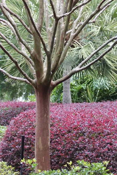 Affordable landscape installation in Gulf Breeze, FL - Strategic Lawn Care