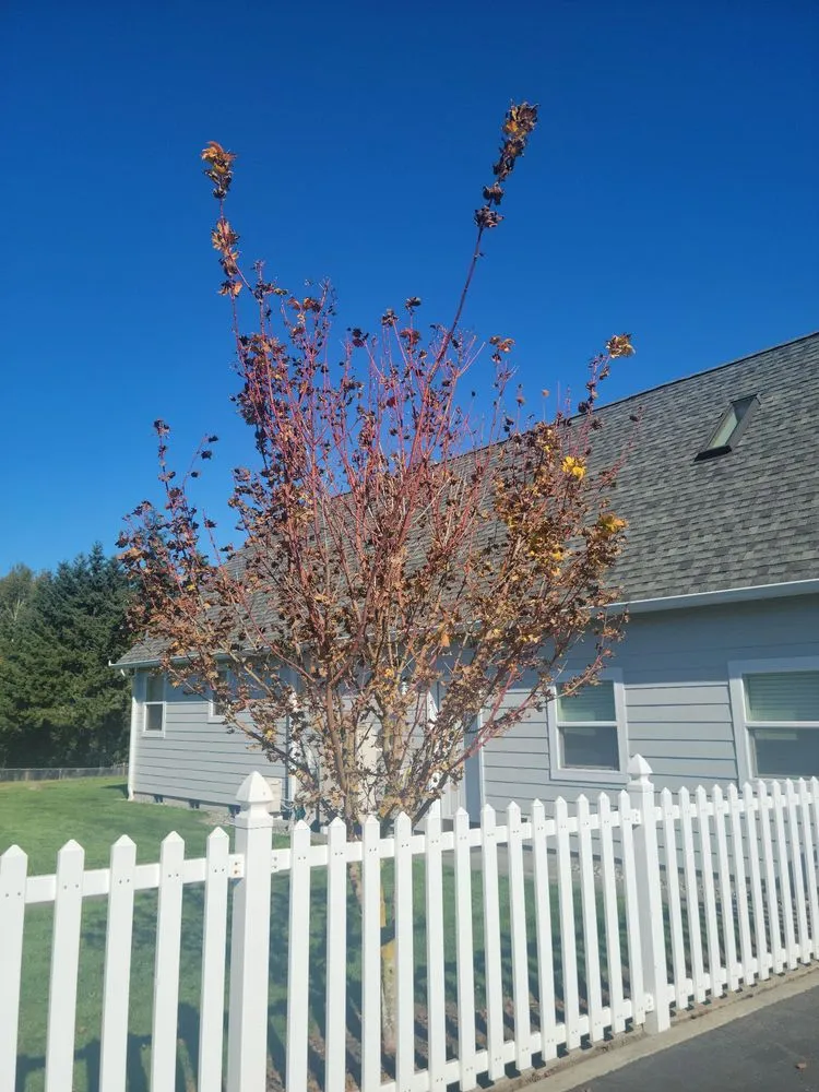 Reliable yard maintenance in Sequim, WA by strat's lawncare and more